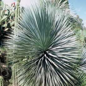Dasylirion wheeleri - Desert Spoon Seeds - Exotic Succulent from Mexico