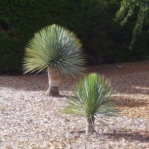 Dasylirion wheeleri - Desert Spoon Seeds - Exotic Succulent from Mexico