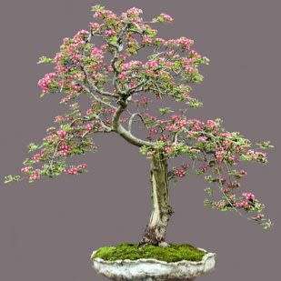 Crataegus laevigata - Woodland Hawthorn - 5 Seed Pack - Bonsai - Combined Global Shipping- New