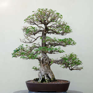 Crataegus laevigata - Woodland Hawthorn - 5 Seed Pack - Bonsai - Combined Global Shipping- New
