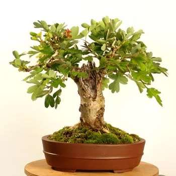 Crataegus laevigata - Woodland Hawthorn - 5 Seed Pack - Bonsai - Combined Global Shipping- New