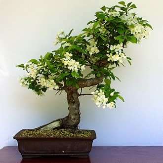 Crataegus laevigata - Woodland Hawthorn - 5 Seed Pack - Bonsai - Combined Global Shipping- New