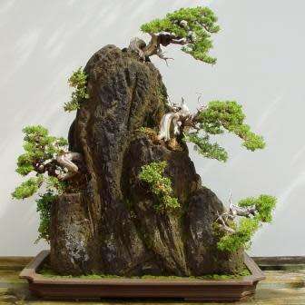 Crataegus laevigata - Woodland Hawthorn - 5 Seed Pack - Bonsai - Combined Global Shipping- New