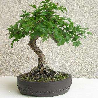 Crataegus laevigata - Woodland Hawthorn - 5 Seed Pack - Bonsai - Combined Global Shipping- New