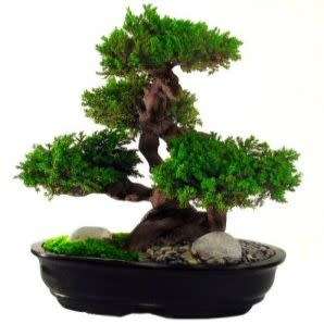Cupressus macrocarpa - Monterey Cypress Bonsai Seeds + FREE Gifts Seeds + Bonsai eBook, NEW