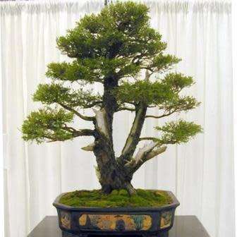 Cupressus macrocarpa - Monterey Cypress Bonsai Seeds + FREE Gifts Seeds + Bonsai eBook, NEW