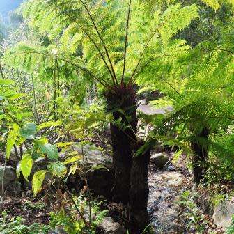 Cyathea dregei - Indigenous Tree Fern - 15 Spore Pack - Flat Ship Rate - New