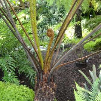 Cyathea dregei - Indigenous Tree Fern - 15 Spore Pack - Flat Ship Rate - New