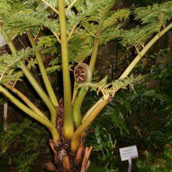 Cyathea dregei - Indigenous Tree Fern - 15 Spore Pack - Flat Ship Rate - New