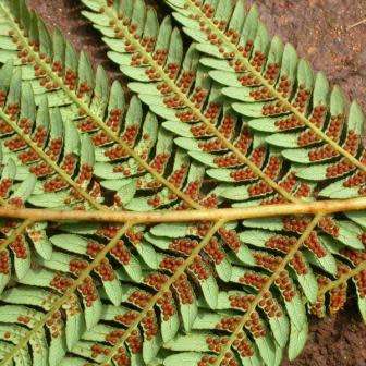 Cyathea dregei - Indigenous Tree Fern - 15 Spore Pack - Flat Ship Rate - New