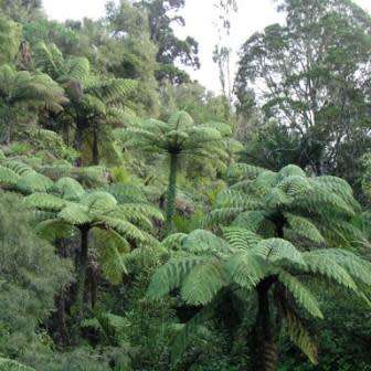 Cyathea medullaris - Black Tree Fern - 15 Spore Pack - Flat Ship Rate - New