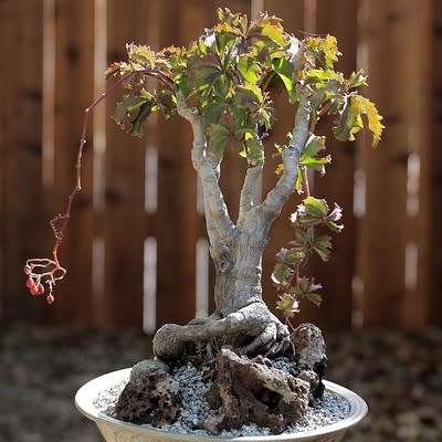 Cyphostemma cirrhosum Seeds - Indigenous Succulent Caudiciform Bonsai - NEW