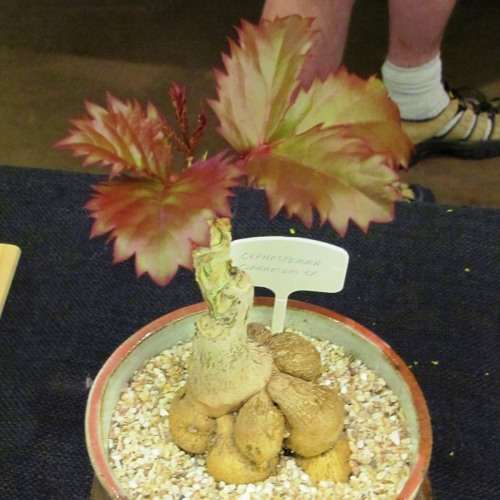 Cyphostemma cirrhosum Seeds - Indigenous Succulent Caudiciform Bonsai - NEW