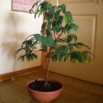 Delonix regia Bonsai Seeds + Growing Bonsai eBook - Royal Poinciana, Flamboyant, Flame Tree - Exotic