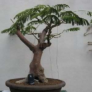 Delonix regia Bonsai Seeds + Growing Bonsai eBook - Royal Poinciana, Flamboyant, Flame Tree - Exotic
