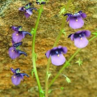 10 Diascia veronicoides Seeds - Twinspurs - Indigenous Evergreen Flowering Perennial
