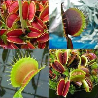 5 Giant Venus Fly Trap Forms Seeds - Dionaea muscipula - Carnivorous Curiosity -Combined Shipping