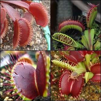 5 Giant Venus Fly Trap Forms Seeds - Dionaea muscipula - Carnivorous Curiosity -Combined Shipping
