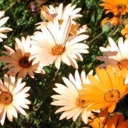 Dimorphotheca sinuata Seeds - Indigenous Annual Namaqualand daisy, Namakwaland madeliefies