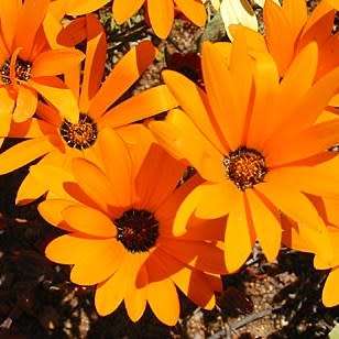 Dimorphotheca sinuata Seeds - Indigenous Annual Namaqualand daisy, Namakwaland madeliefies