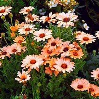 Dimorphotheca sinuata Seeds - Indigenous Annual Namaqualand daisy, Namakwaland madeliefies