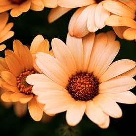 Dimorphotheca sinuata Seeds - Indigenous Annual Namaqualand daisy, Namakwaland madeliefies