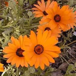 Dimorphotheca sinuata Seeds - Indigenous Annual Namaqualand daisy, Namakwaland madeliefies