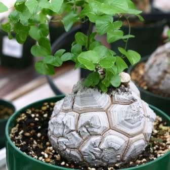 Dioscorea elephantipes / Testudinaria elephantipes - 5 Seed Pack - Indigenous Caudiciform Succulent