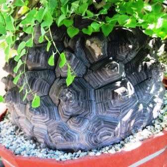 Dioscorea elephantipes / Testudinaria elephantipes - 5 Seed Pack - Indigenous Caudiciform Succulent