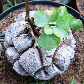 Dioscorea elephantipes / Testudinaria elephantipes - 5 Seed Pack - Indigenous Caudiciform Succulent