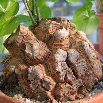 Dioscorea elephantipes / Testudinaria elephantipes - 5 Seed Pack - Indigenous Caudiciform Succulent