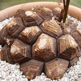 Dioscorea elephantipes / Testudinaria elephantipes - 5 Seed Pack - Indigenous Caudiciform Succulent