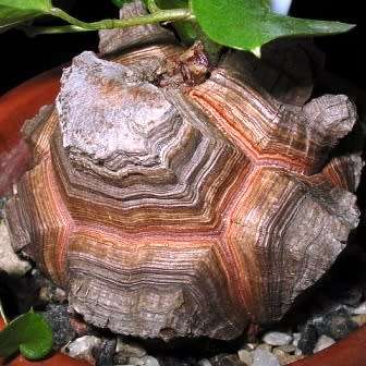 Dioscorea elephantipes / Testudinaria elephantipes - 5 Seed Pack - Indigenous Caudiciform Succulent