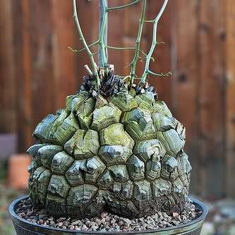 Dioscorea elephantipes / Testudinaria elephantipes - 5 Seed Pack - Indigenous Caudiciform Succulent