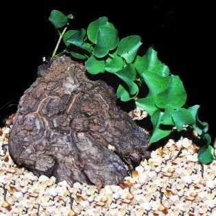 Dioscorea hemicrypta - 5 Seed Pack - Indigenous Caudiciform Succulent - Combined Global Ship - NEW