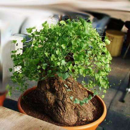 Dioscorea hemicrypta - 5 Seed Pack - Indigenous Caudiciform Succulent - Combined Global Ship - NEW