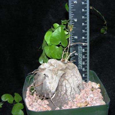 Dioscorea hemicrypta - 5 Seed Pack - Indigenous Caudiciform Succulent - Combined Global Ship - NEW