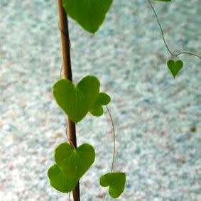 Dioscorea hemicrypta - 5 Seed Pack - Indigenous Caudiciform Succulent - Combined Global Ship - NEW