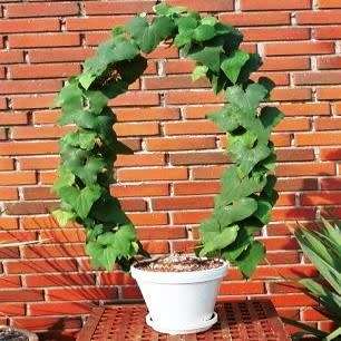 Dioscorea sylvatica Seeds - Indigenous Caudiciform Succulent - Combined Global Ship - NEW