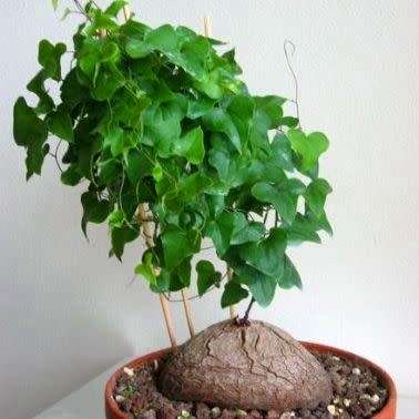 Dioscorea sylvatica Seeds - Indigenous Caudiciform Succulent - Combined Global Ship - NEW