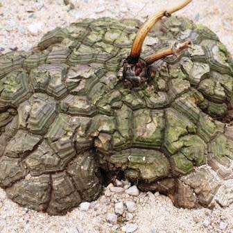 Dioscorea sylvatica Seeds - Indigenous Caudiciform Succulent - Combined Global Ship - NEW