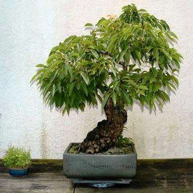 Diospyros virginiana Bonsai Seeds - American persimmon + Bonsai eBook - Exotic Edible Fruit