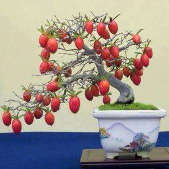 Diospyros virginiana Bonsai Seeds - American persimmon + Bonsai eBook - Exotic Edible Fruit