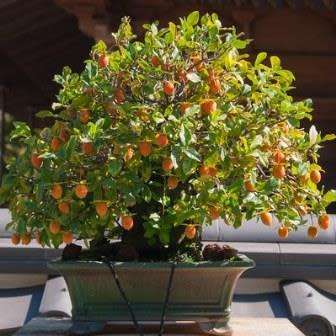 Diospyros virginiana Bonsai Seeds - American persimmon + Bonsai eBook - Exotic Edible Fruit
