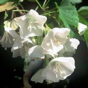 Dombeya cymosa - Natal Dombeya - 5 Seed Pack - Indigenous Scented Flowering Tree Seeds