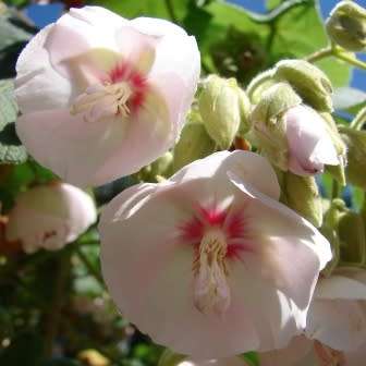 Dombeya pulchra - Silver Snowball - 5 Seed Pack - Indigenous Flowering Tree Seeds - New