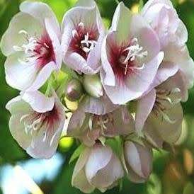Dombeya pulchra - Silver Snowball - 5 Seed Pack - Indigenous Flowering Tree Seeds - New