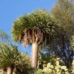 Dragon's Blood Tree Seeds - Canary Island - Dracaena draco Seeds - Magical - Evergreen