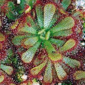 Drosera aliciae - Carnivorous Sundew - 10+ Seed Pack - Endemic Ethnobotanical Houseplant - New