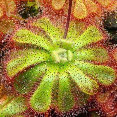 Drosera aliciae - Carnivorous Sundew - 10+ Seed Pack - Endemic Ethnobotanical Houseplant - New